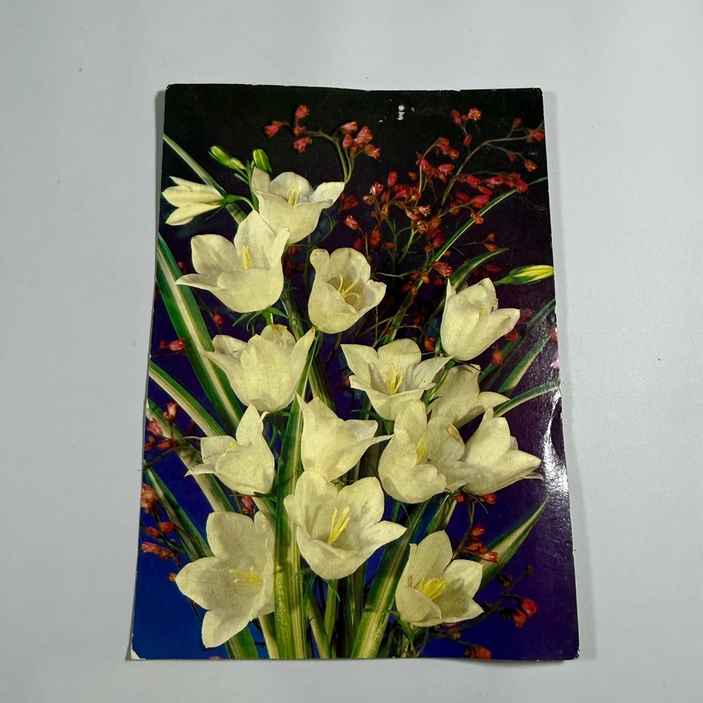 VTG USSR Postcard Soviet Floral White Flowers CCCP 1989 Ephemera Botanical 6x4